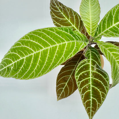 Labisia gigantifolia von oben: hellgrüne und braunrote Blätter mit weißer Aderung und fein gezähntem, bewimpertem Blattrand.