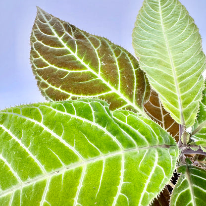 Nahaufnahme der Blätter von Labisia gigantifolia: samtig behaarte Oberfläche in Braunrot und Hellgrün, durchzogen von hellen Adern.