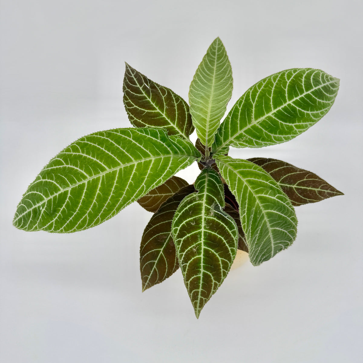 Labisia gigantifolia in der Draufsicht: sternförmig angeordnete, elliptische Blätter in Grün und dunklem Braunrot, alle mit heller Aderung.
