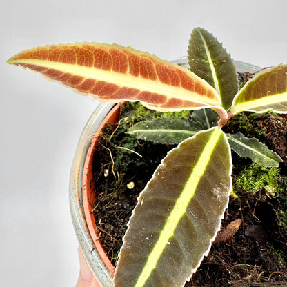 Detailansicht einer Labisia Jabi mit deutlich sichtbarer hellgrüner Blattader auf bronzefarbenem Laub, fotografiert aus der Draufsicht in einem schlichten Topf mit Moosbewuchs.