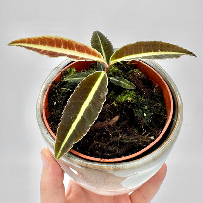 Labisia Jabi mit mehreren lanzettförmigen Blättern in warmen Braun- und Grüntönen, zentraler Blattnerv leuchtet hellgelb, aufgenommen in natürlichem Licht vor neutralem Hintergrund.