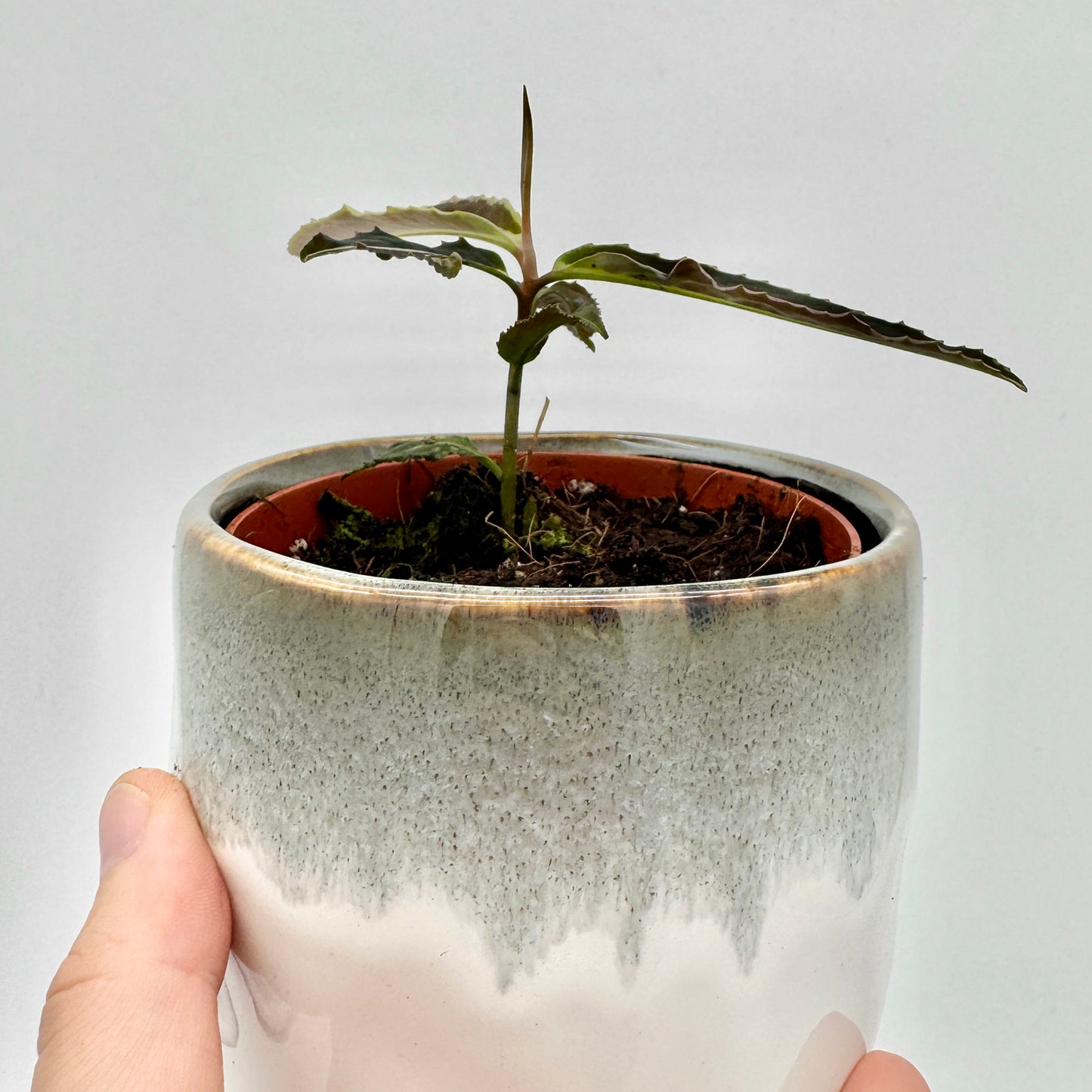 Seitenansicht einer jungen Labisia Jabi, deren schmale, leicht gewellte Blätter aus der Mitte aufsteigen, fotografiert in einem Keramikübertopf vor hellem, gleichmäßig ausgeleuchtetem Hintergrund.