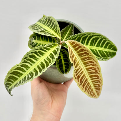 Labisia Japonica mit auffälligen, länglichen Blättern in hellgrüner bis bronzefarbener Zeichnung, die markante Mitteladern und samtige Blattstruktur zeigen – fotografiert aus der Hand vor hellem Hintergrund für eine klare, detailreiche Produktdarstellung.