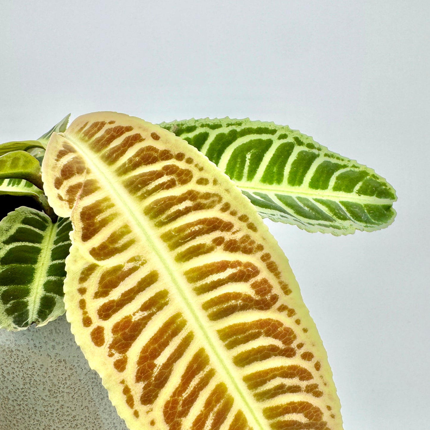 Detailaufnahme eines Blatts der Labisia Japonica mit cremegelber Grundfarbe und braungrüner Musterung entlang der Mittelrippe, die die samtige Textur und intensive Farbverläufe dieser tropischen Rarität betont.