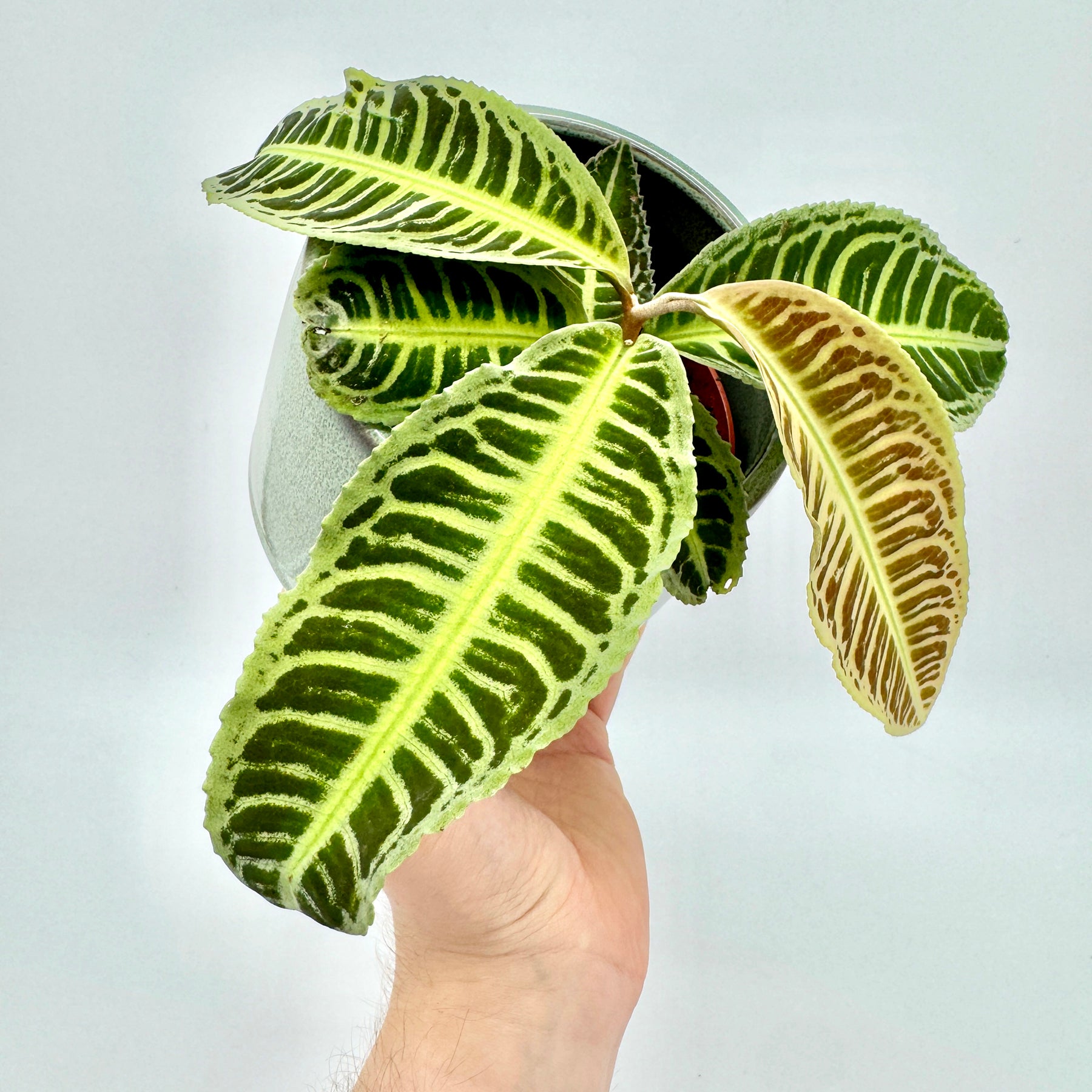 Labisia Japonica mit kontrastreich gemusterten Blättern in hell- und dunkelgrünen Tönen, fotografiert von oben auf hellem Hintergrund – ideale Darstellung zur Betonung der lebhaften Blattadern und gesunden Wuchsform.