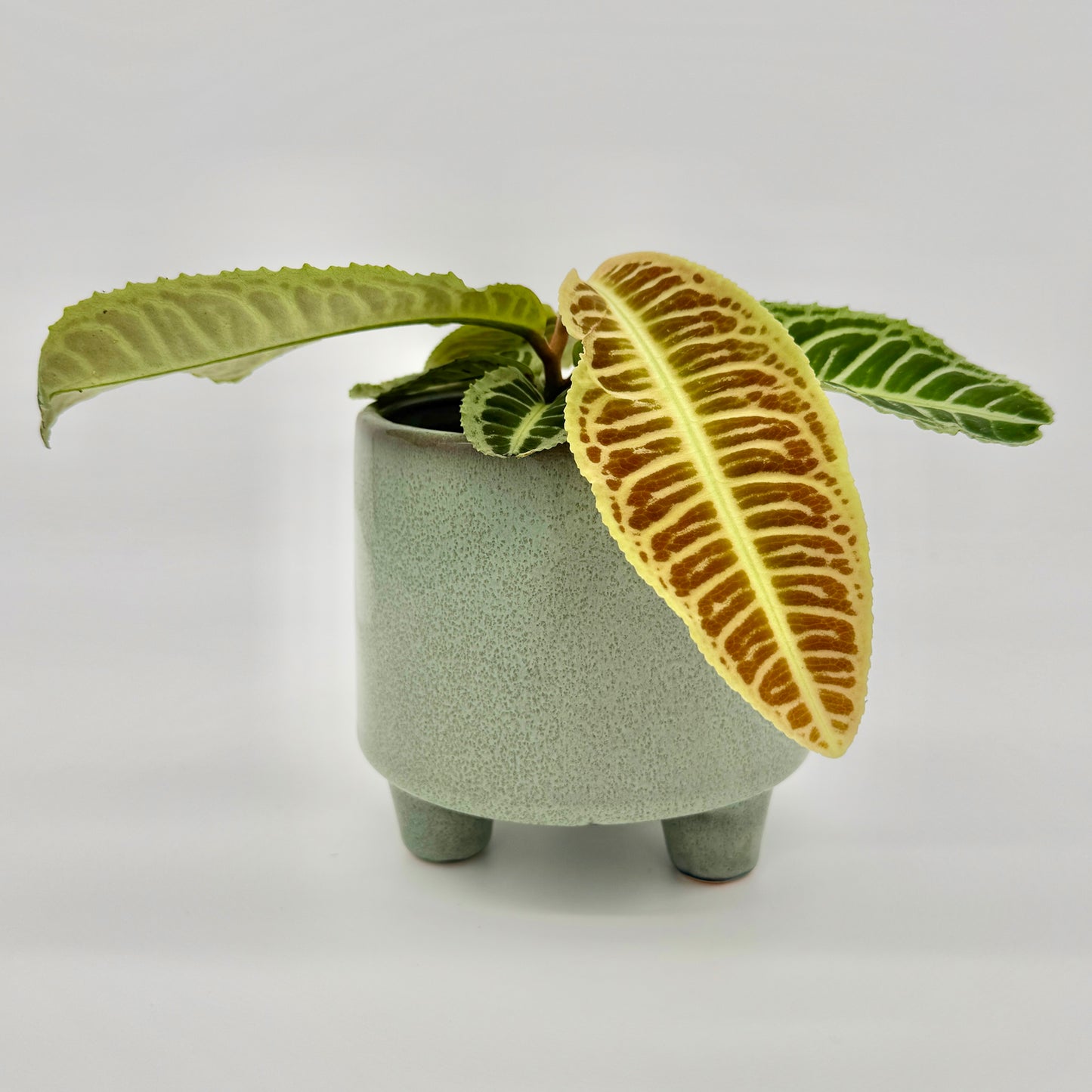 Junge Labisia Japonica in modernem, hellgrünem Pflanzgefäß vor neutralem Hintergrund, mit deutlich sichtbarer Blattzeichnung in Grün und Bronze, die den eleganten, exotischen Charakter dieser Zimmerpflanze hervorhebt.