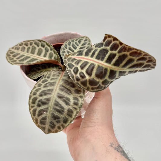 Labisia Turtle Back