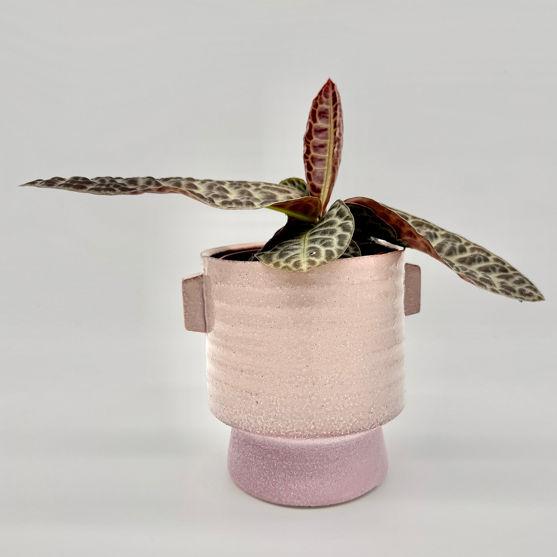 Labisia Turtle Back mit markant geäderten, samtig grünen Blättern und rötlicher Unterseite, dekorativ in einem zylindrischen, hellrosa Übertopf vor neutralem Hintergrund platziert.