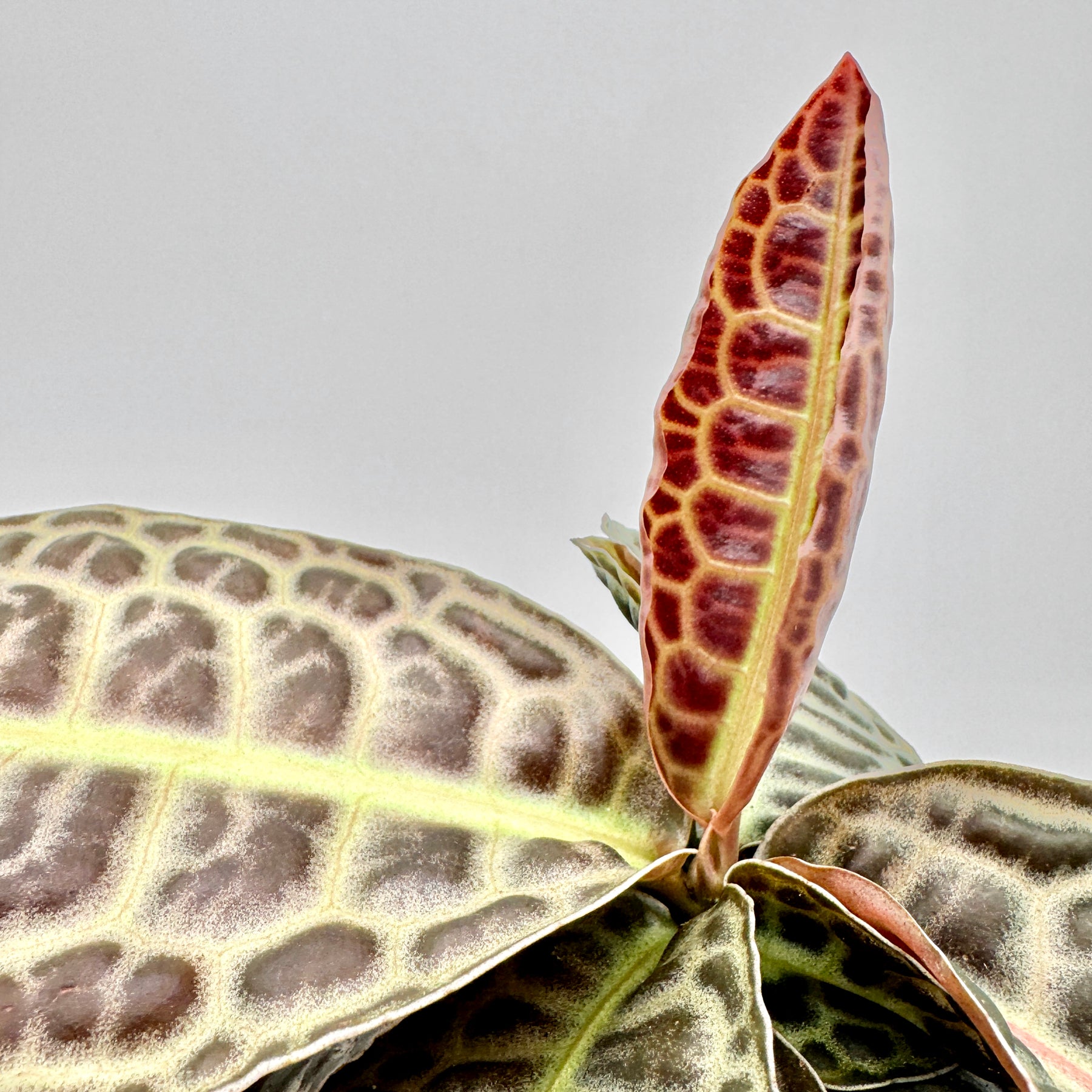 Detaillierte Makroaufnahme eines jungen Blatts der Labisia Turtle Back, das sich in warmen Rot- und Grüntönen entfaltet, mit betonter Blattaderung und klarer Tiefenschärfe vor neutralem Hintergrund.