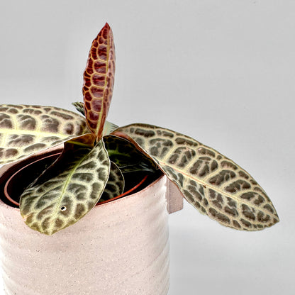 Nahaufnahme der Labisia Turtle Back mit deutlich sichtbarer Blattstruktur in Schattierungen von Olivgrün bis Rotbraun, die lebendige Maserung betont den exotischen Charakter der Pflanze vor hellem Hintergrund.