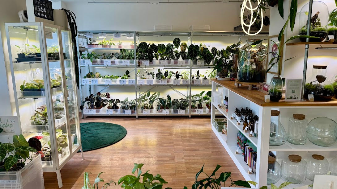 Berlinplant Laden in Weißensee, Ansicht 2