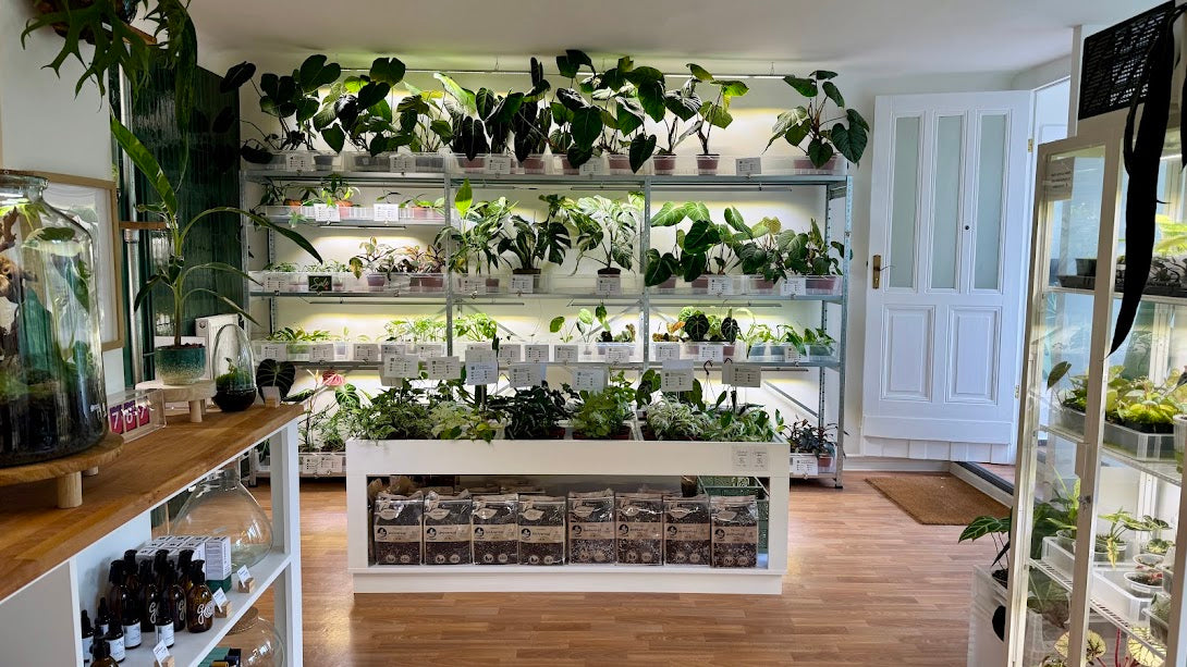 Berlinplant Laden in Weißensee, Ansicht 3