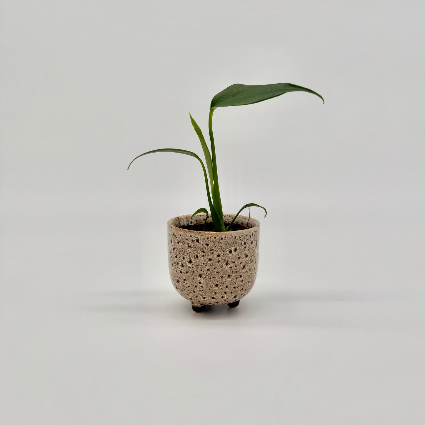 Monstera Burle Marx Flame