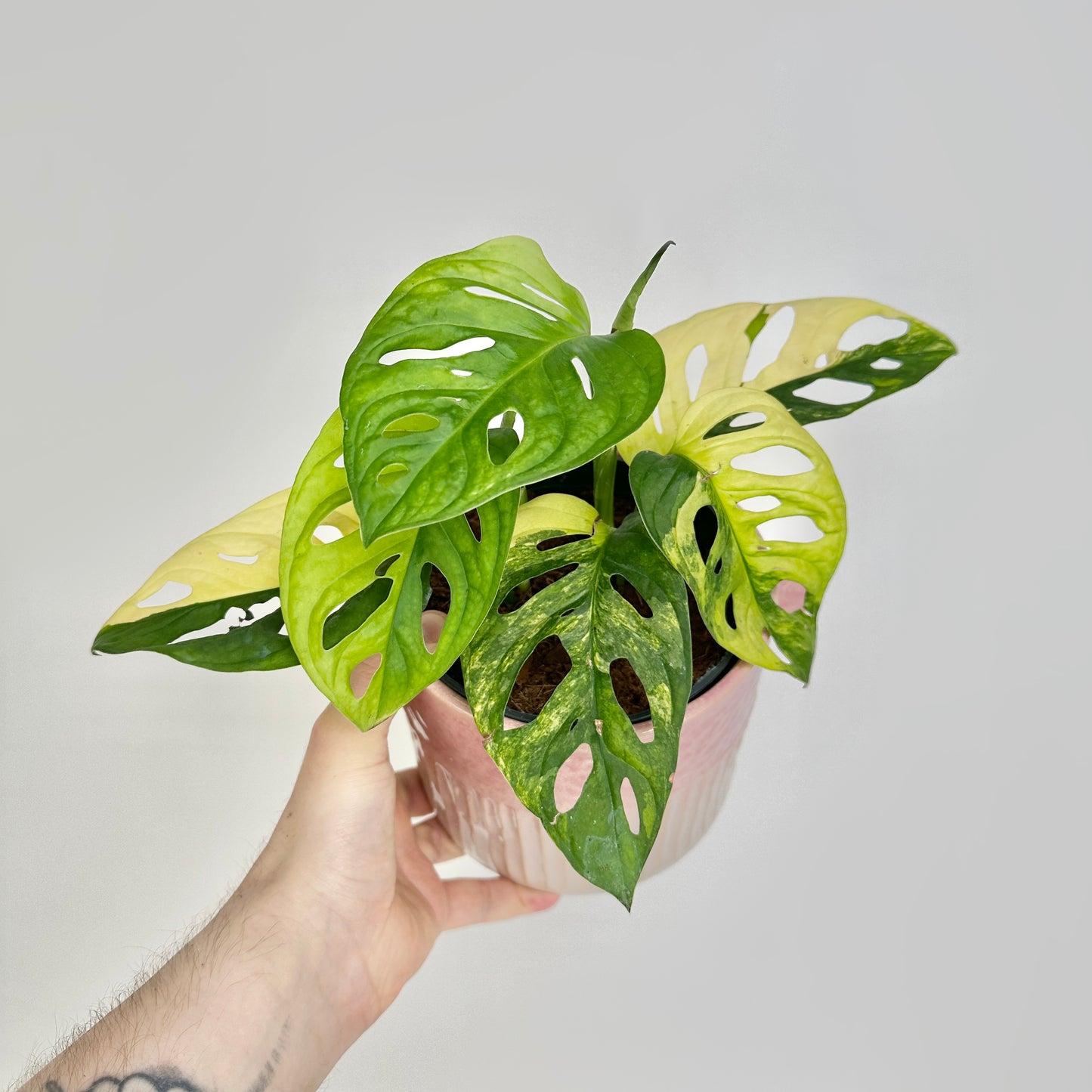 Monstera andansonii variegata aurea