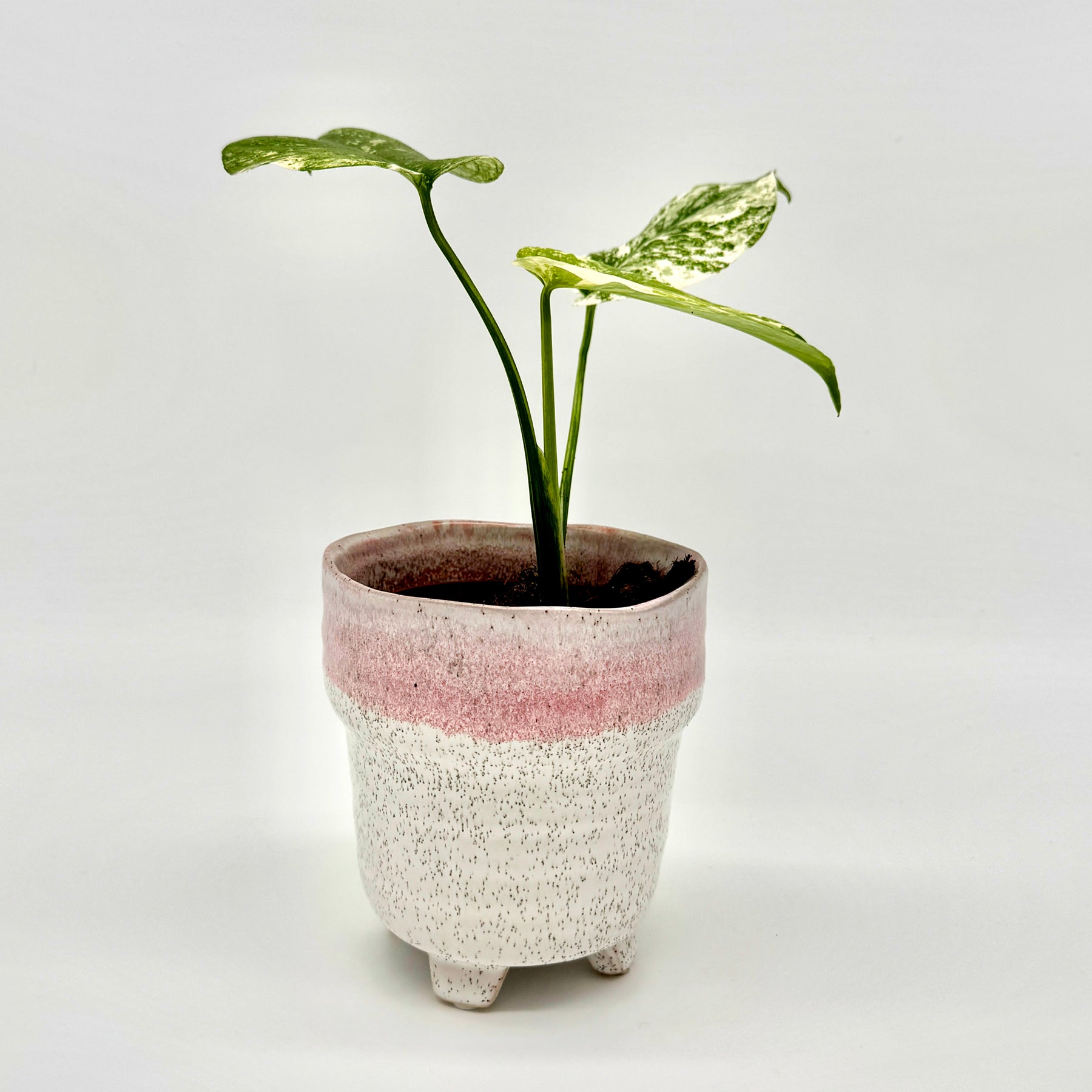 Junge Monstera deliciosa Mint variegata mit hellgrün-weiß panaschierten Blättern in einem handgefertigten Keramiktopf vor hellem Hintergrund, die kontrastreiche Blattmusterung betont ihre seltene Variegation.