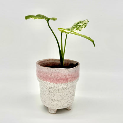 Junge Monstera deliciosa Mint variegata mit hellgrün-weiß panaschierten Blättern in einem handgefertigten Keramiktopf vor hellem Hintergrund, die kontrastreiche Blattmusterung betont ihre seltene Variegation.