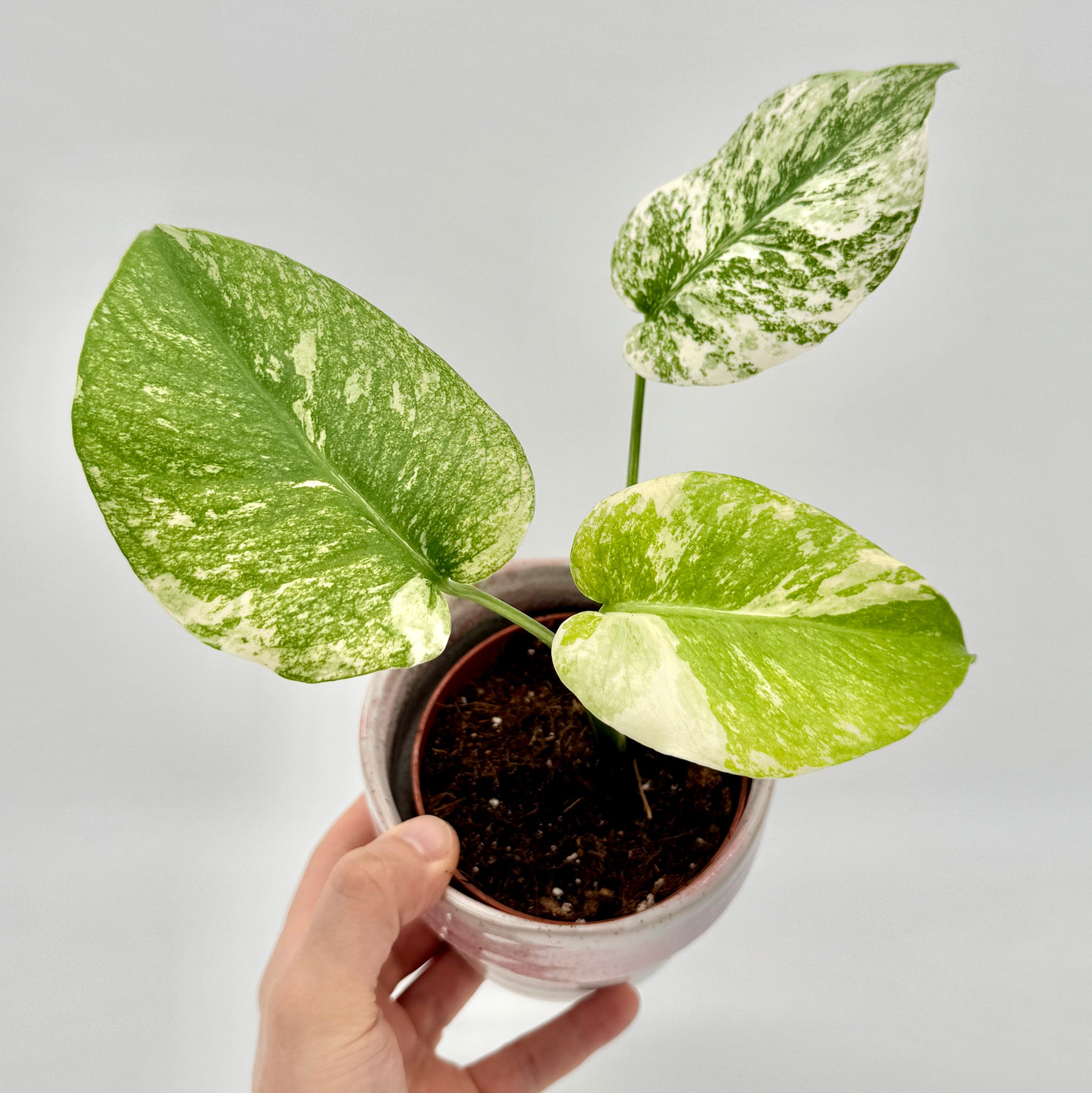 【希少】Monstera deliciosa mint variegata Monstera deliciosa Mint variegata – Rarität kaufen | Berlinplant