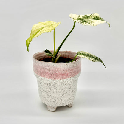 Monstera deliciosa Mint variegata mit leicht gedrehten Blättern in zartem Mintgrün und Cremeweiß, stilvoll präsentiert in einem rosé-weiß gesprenkelten Topf vor neutralem Hintergrund.