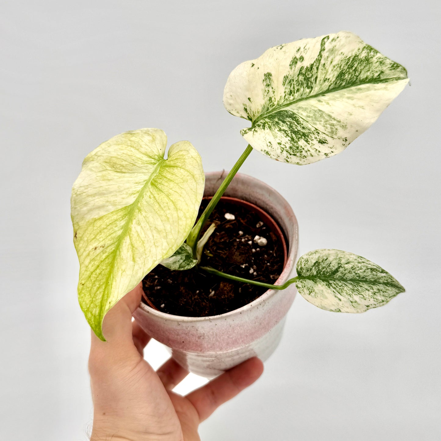 Hand hält eine Monstera deliciosa Mint variegata mit cremefarbenen und hellgrünen Blättern, die natürliche Maserung wirkt deutlich sichtbar und betont die lebendige Panaschierung.