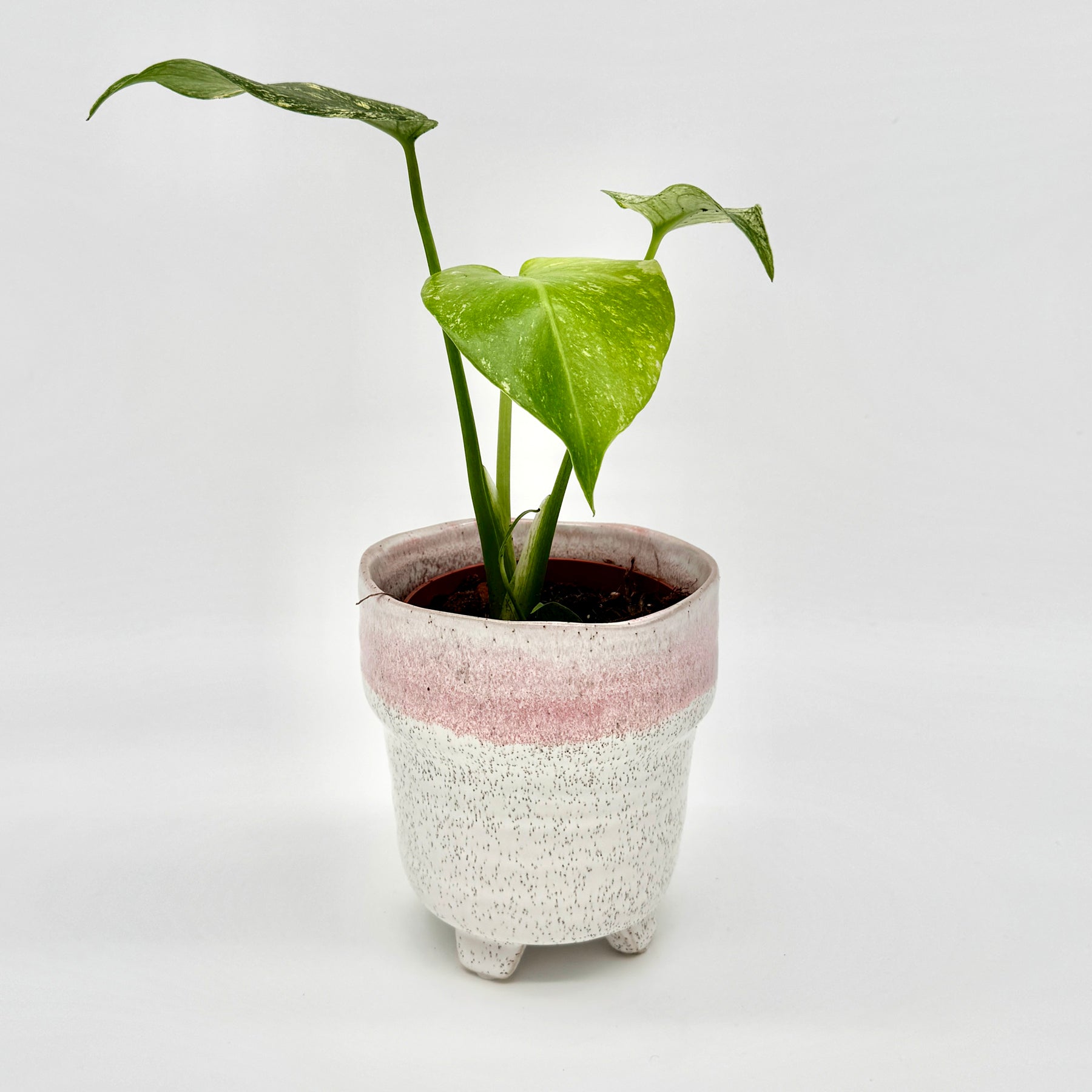 Seitliche Ansicht einer Monstera deliciosa Mint variegata mit großem mintgrünen Blatt und feiner Panaschierung, stilvoll in einem hellen Keramikgefäß mit rosa Farbverlauf vor weißem Hintergrund.