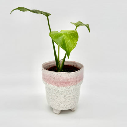 Seitliche Ansicht einer Monstera deliciosa Mint variegata mit großem mintgrünen Blatt und feiner Panaschierung, stilvoll in einem hellen Keramikgefäß mit rosa Farbverlauf vor weißem Hintergrund.