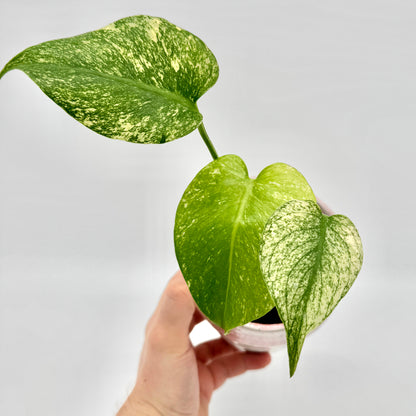 Monstera deliciosa Mint variegata aus der Vogelperspektive mit intensiv grün-weiß gemusterten Blättern, deren unterschiedliche Farbanteile die Variegation deutlich hervorheben.