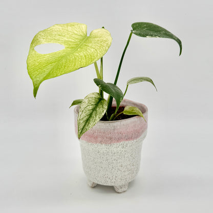 Monstera deliciosa Mint variegata mit mehreren unterschiedlich gefärbten Blättern, darunter ein hellgelb-grünes Exemplar mit charakteristischer Lochung, aufgenommen vor hellem Hintergrund.