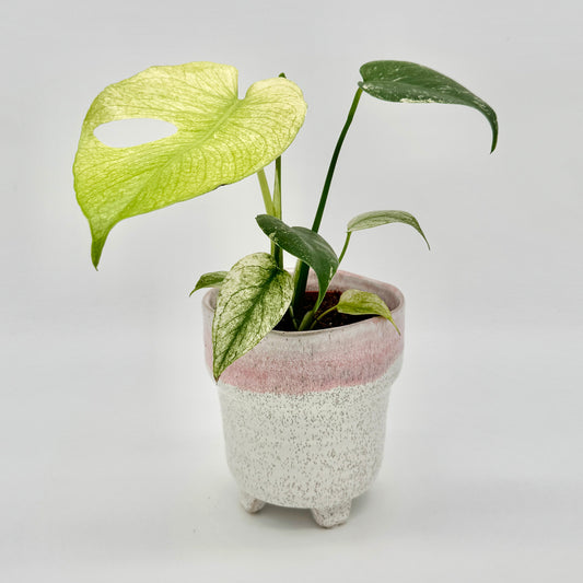 Monstera deliciosa Mint variegata mit mehreren unterschiedlich gefärbten Blättern, darunter ein hellgelb-grünes Exemplar mit charakteristischer Lochung, aufgenommen vor hellem Hintergrund.