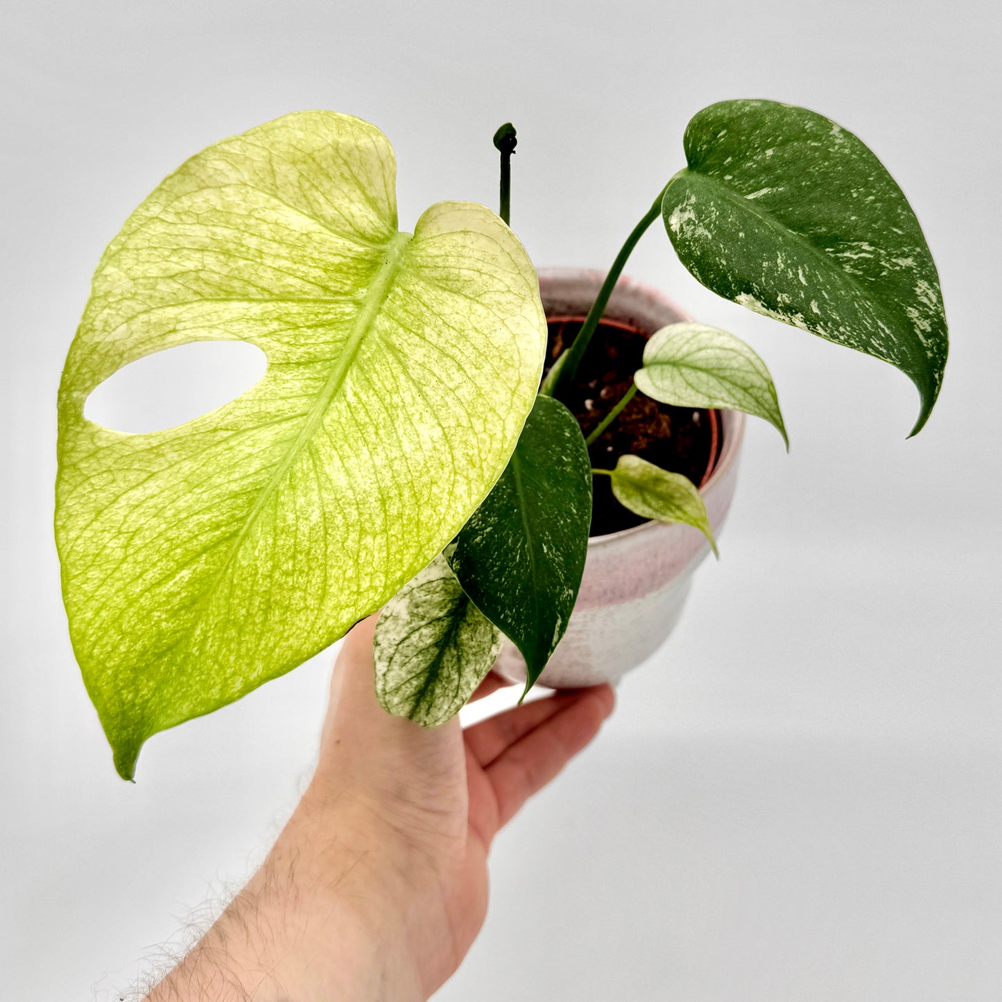 Hand präsentiert eine Monstera deliciosa Mint variegata mit hellgrünem Blatt und typischem Loch, kombiniert mit dunkleren Blättern, die feine Variegation besonders plastisch zeigen.