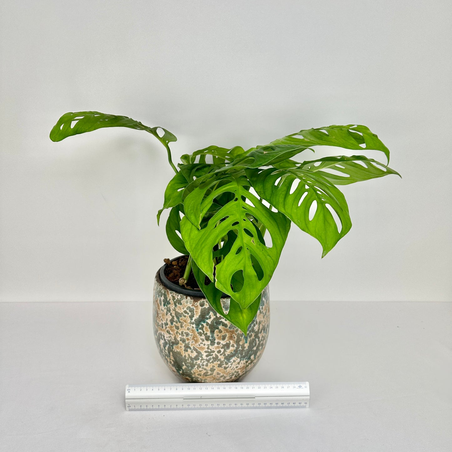 Monstera sp. 'Escaletto'