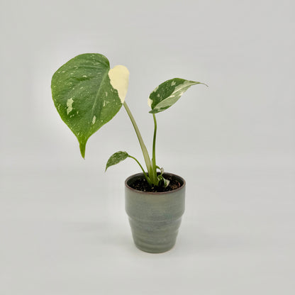 Junge Monstera Thai Constellation im graublauen Keramiktopf, mit drei Blättern, die weiße Sprenkel und cremefarbene Flächen tragen.