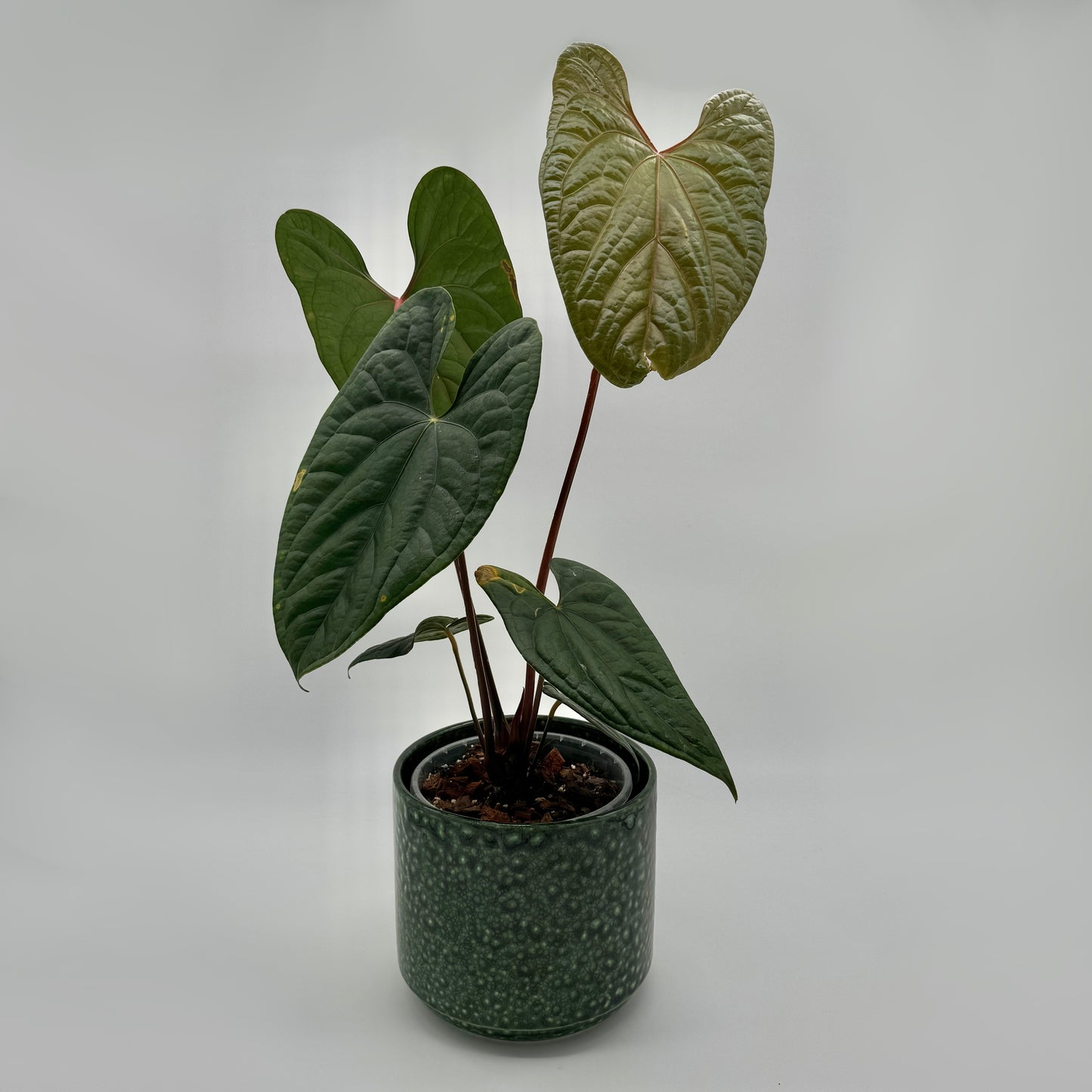 Anthurium Hybriden