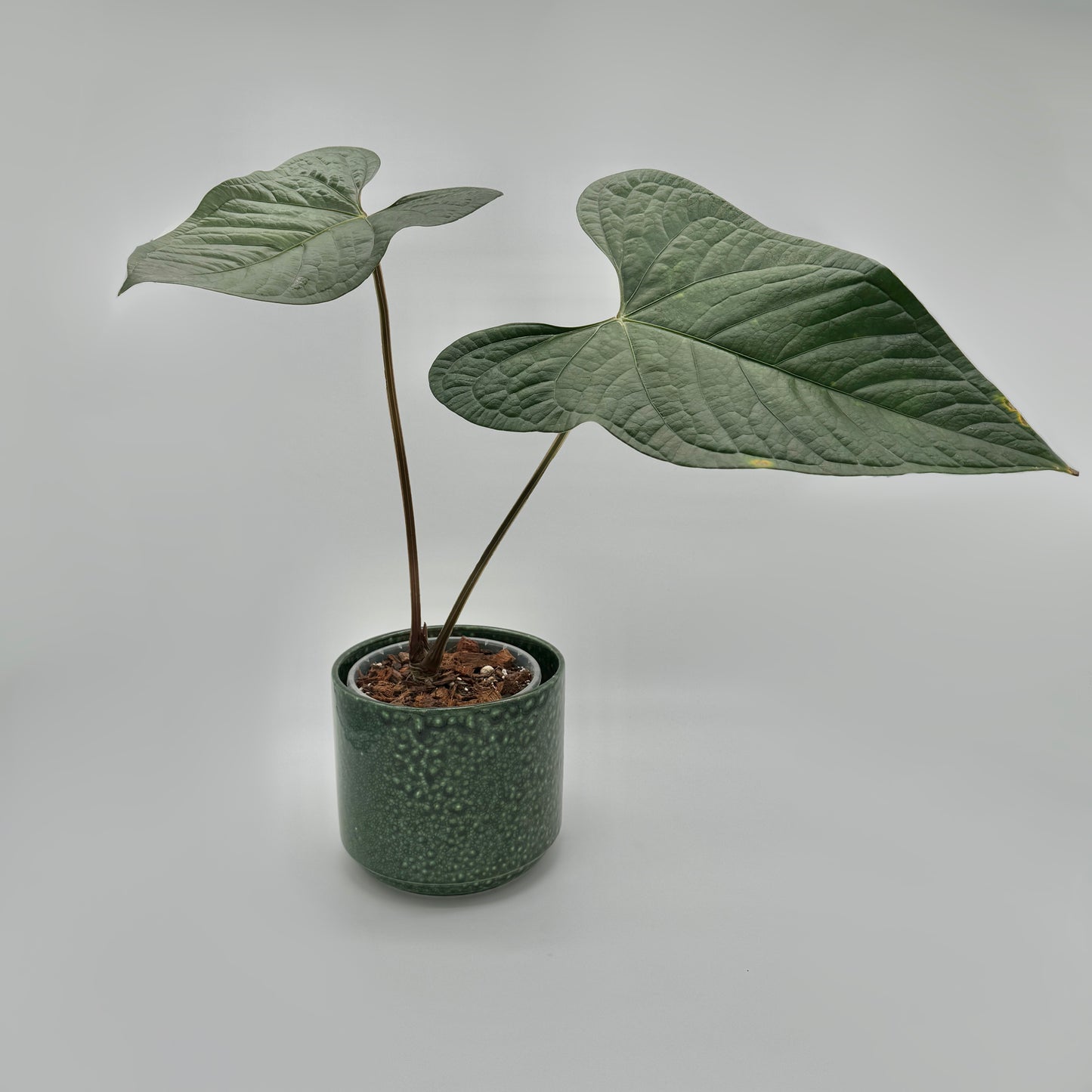 Anthurium Hybriden