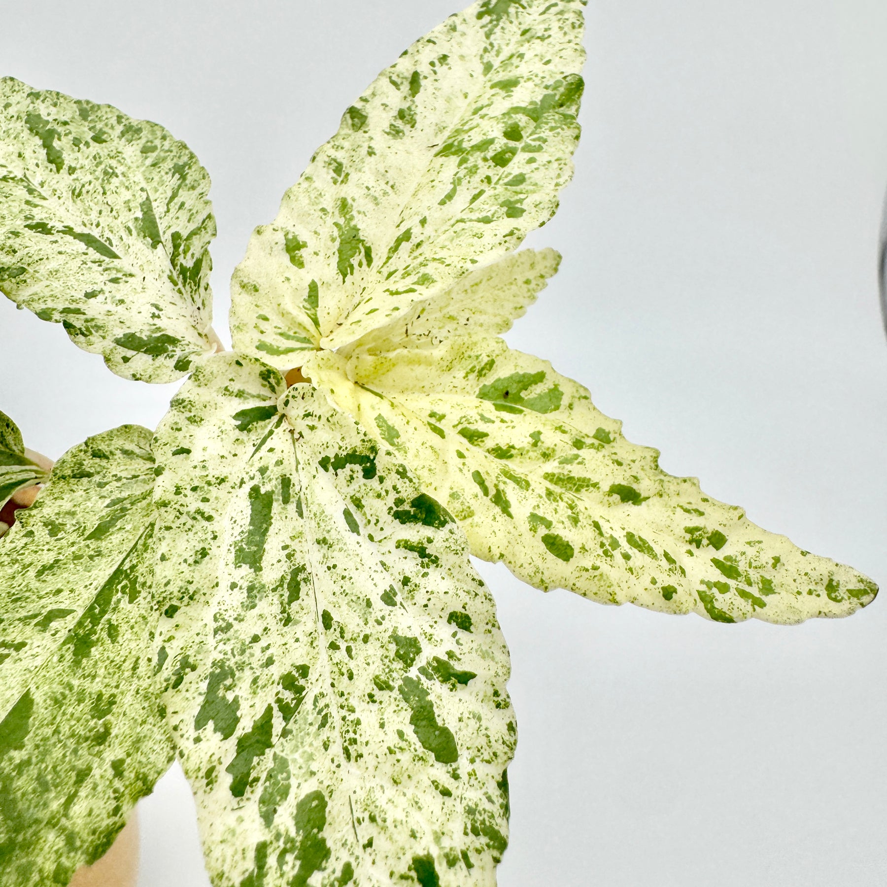 Nahaufnahme der panaschierten Blätter der Pellionia repens variegata mit grün-weißer Sprenkelung und leicht gewellten Rändern – tropische, kriechende Rarität mit dekorativem Laub aus dem Sortiment von Berlinplant.