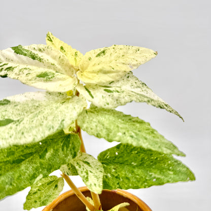 Pellionia repens variegata mit hellgrün-weißen, gesprenkelten Blättern und kompaktem Wuchs im braunen Topf, fotografiert vor hellem Hintergrund – zarte Zimmerpflanze und seltene Variegata von Berlinplant.