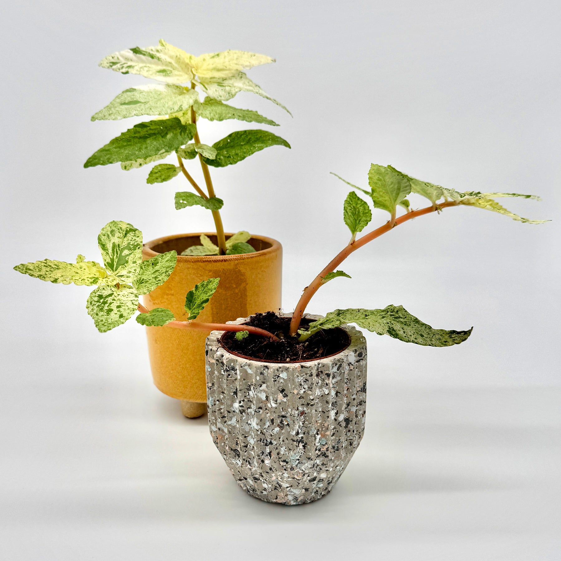 Zwei Pellionia repens variegata Pflanzen in unterschiedlichen Töpfen – eine aufrecht wachsend, die andere leicht hängend – mit hellgrünen, cremefarbenen und weißen Blättern, präsentiert vor neutralem Hintergrund von Berlinplant.