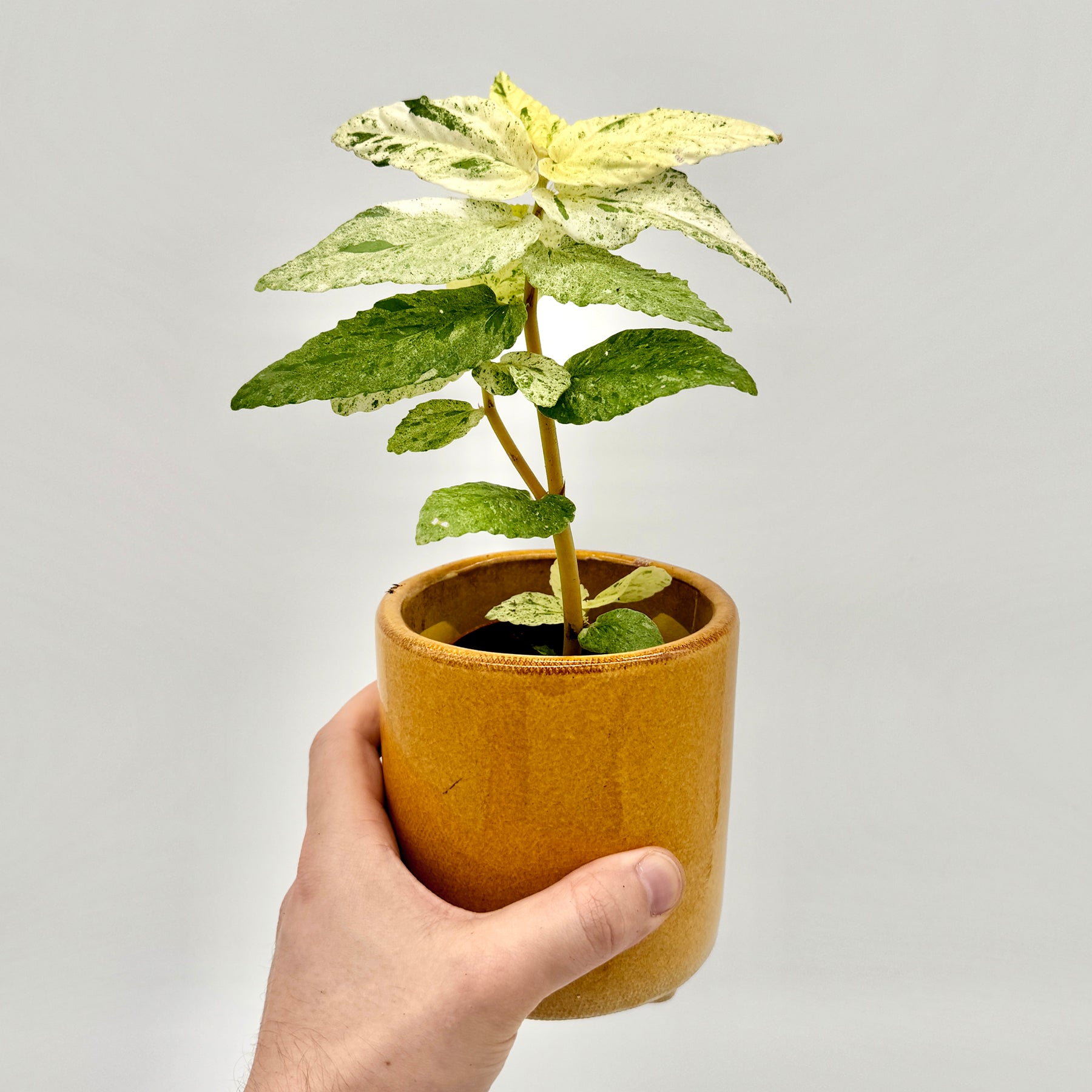 Pellionia repens variegata in honiggelbem Keramiktopf, von Hand gehalten vor hellem Hintergrund – detailreich gesprenkelte Blätter in Grün und Cremeweiß, tropische Rarität aus dem Sortiment von Berlinplant.