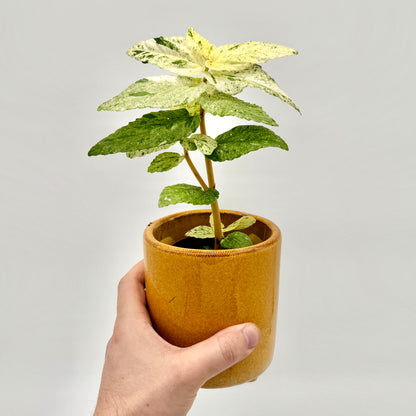 Pellionia repens variegata in honiggelbem Keramiktopf, von Hand gehalten vor hellem Hintergrund – detailreich gesprenkelte Blätter in Grün und Cremeweiß, tropische Rarität aus dem Sortiment von Berlinplant.