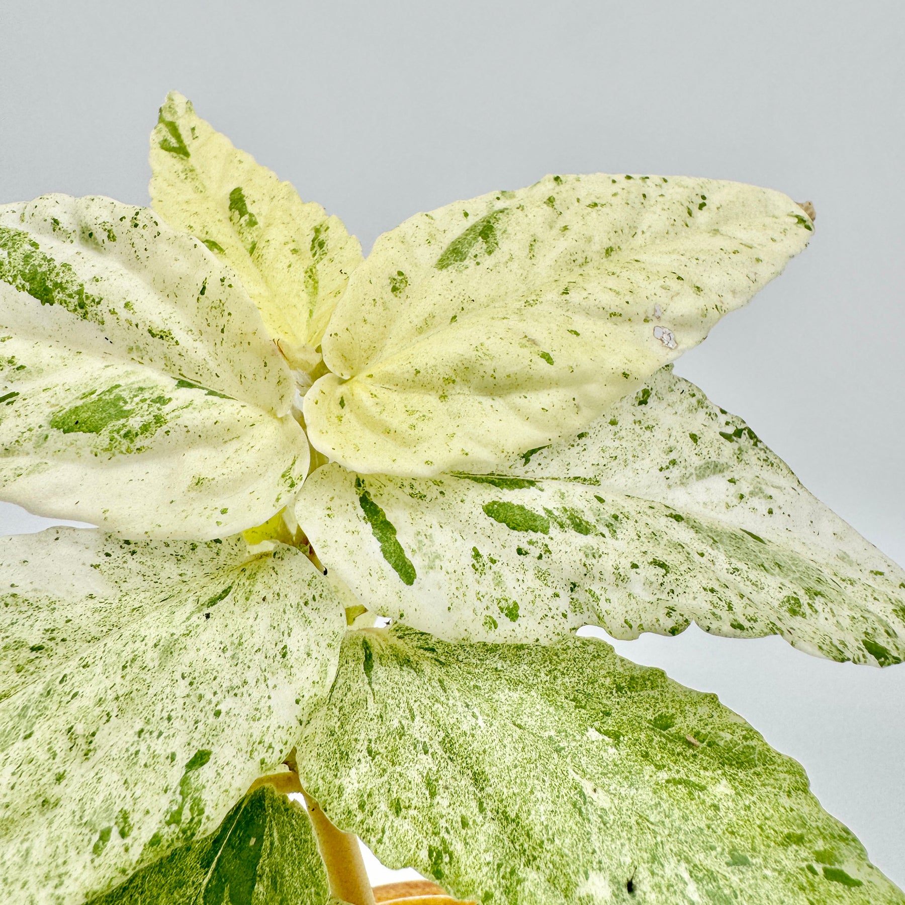 Detailansicht der hellgrün bis cremefarben gemusterten Blätter der Pellionia repens variegata mit weicher Textur und feiner Aderung – seltene Variegata für Sammler tropischer Pflanzen, erhältlich bei Berlinplant.
