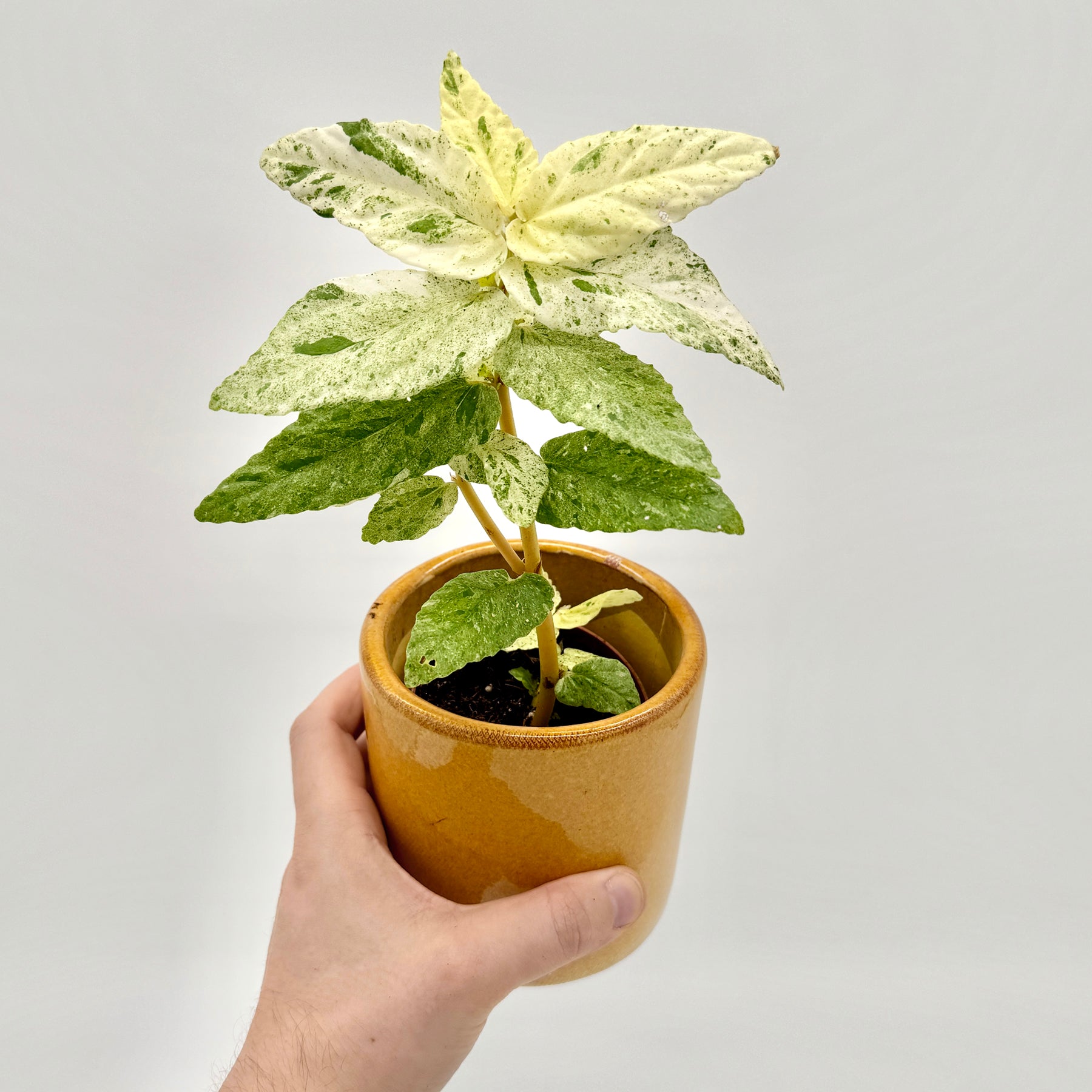 Pellionia repens variegata mit grün-weiß gesprenkelten Blättern, von Hand im braunen Topf gehalten vor hellem Hintergrund – tropische, pflegeleichte Zimmerpflanze und besondere Variegata von Berlinplant.