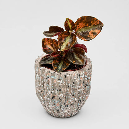 Peperomia Crème Brûlée
