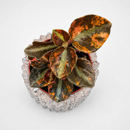Peperomia Crème Brûlée