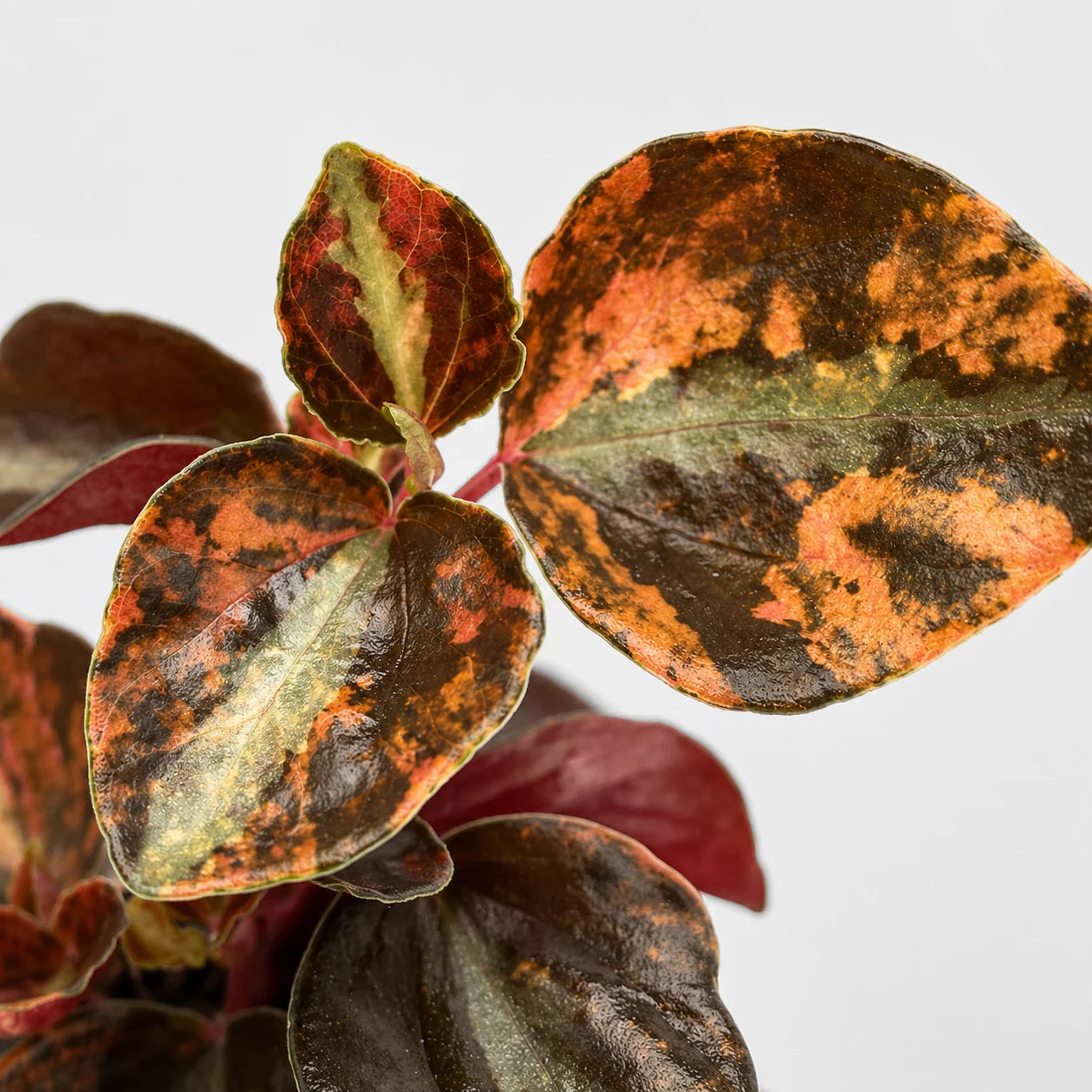 Peperomia Crème Brûlée