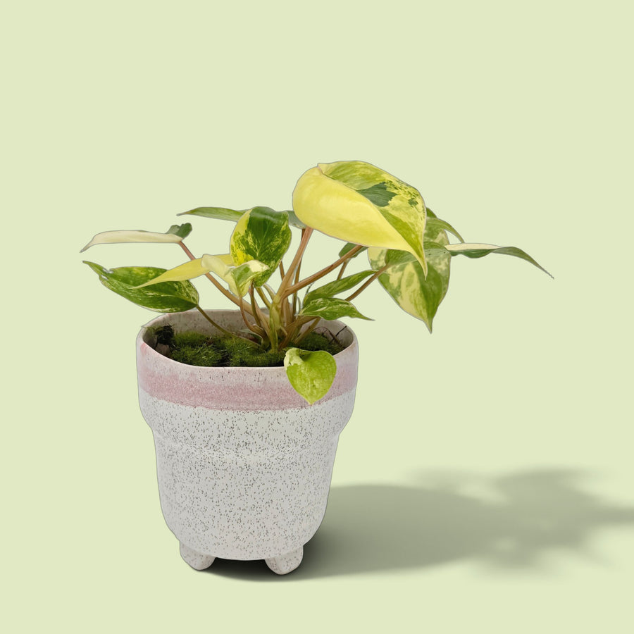 Philodendron Burle Marx Variegata im weiß gesprenkelten Topf mit rosa Rand vor hellgrünem Hintergrund: glänzende Herzblätter, creme, hellgelb und grün gescheckt, an rötlichen Stielen über Moos