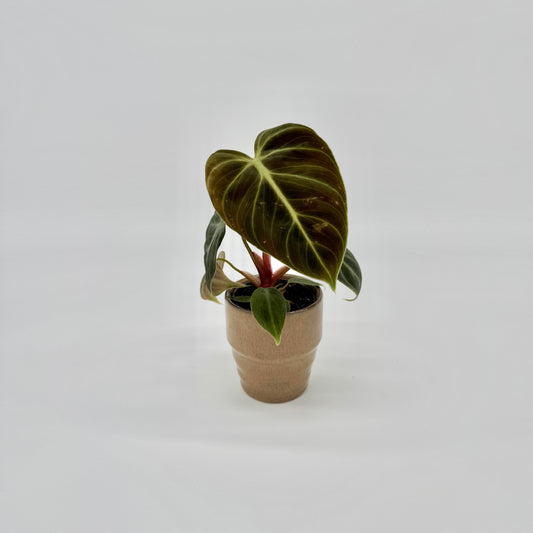 Philodendron El Choco Red