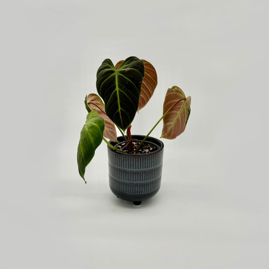 Philodendron El Choco Red