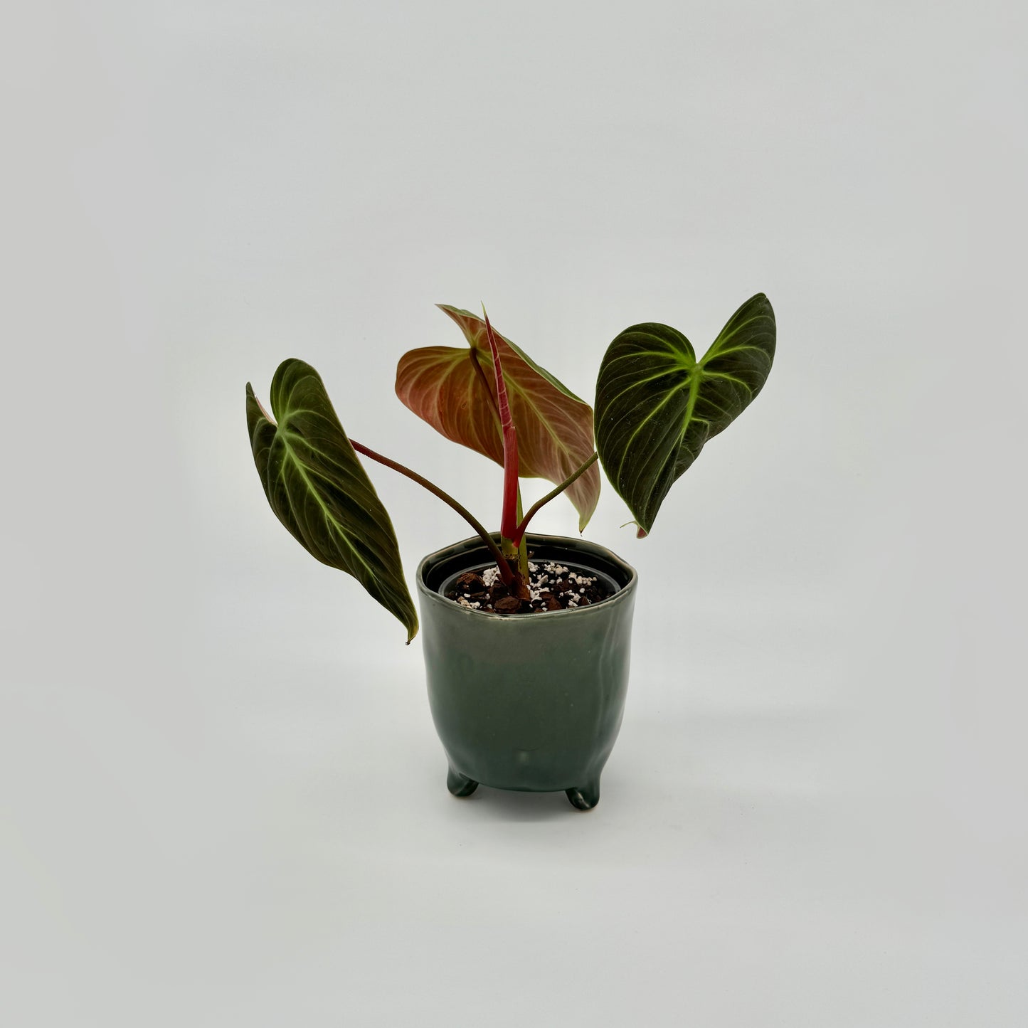 Philodendron El Choco Red