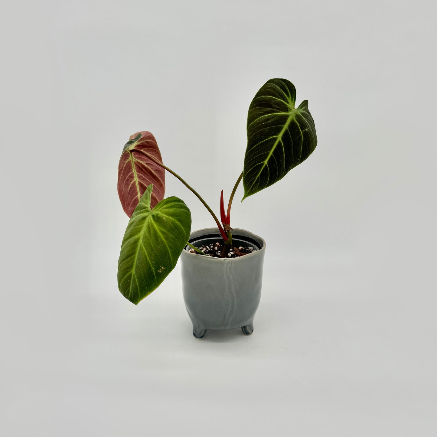 Philodendron El Choco Red