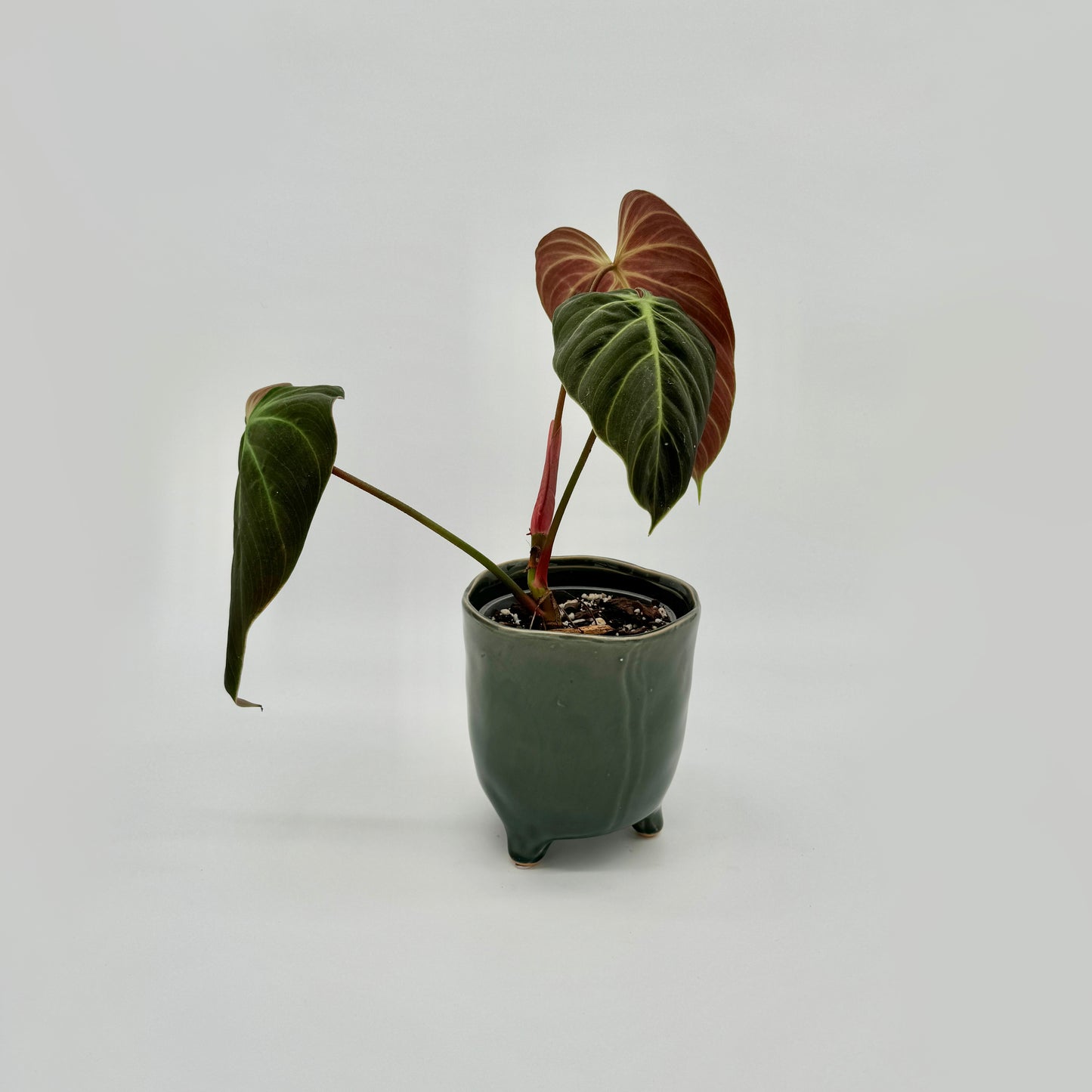 Philodendron El Choco Red