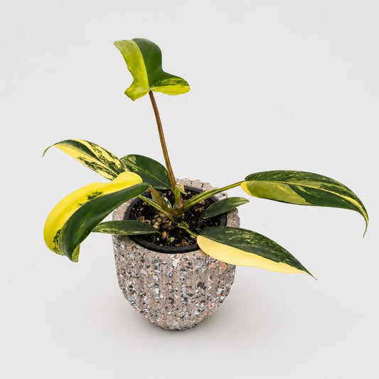 Philodendron Florida Beauty